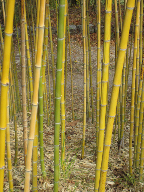 the big baamboo bamboo stalks