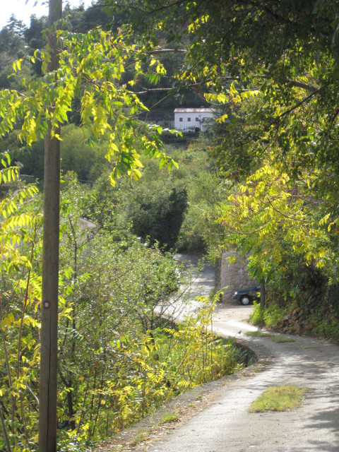 the trail to Učka backlit trees on winding dirt road