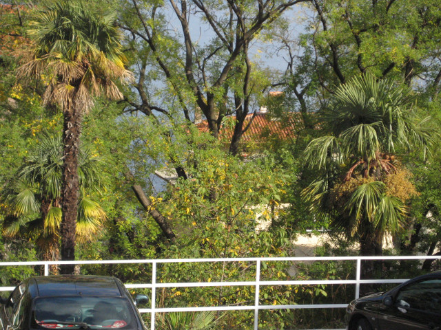 along the main drag palms and trees with sea behind