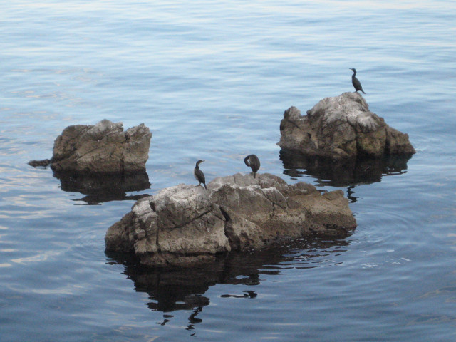 big ol' cormorants birds on offsshore rocks