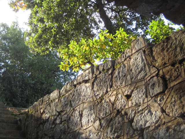 aabove the lungomare backlit bush by stone steps