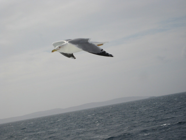 eye to eye sea gull, more or less at eye level