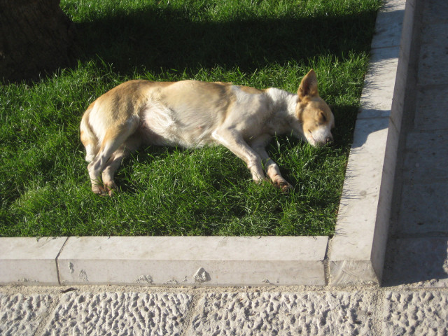 At peace with the world dog sleeping on grass