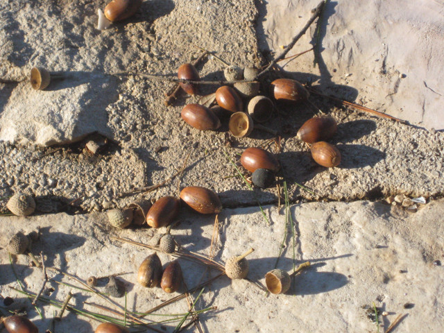 acorns fallen acorns on concrete waterfront
