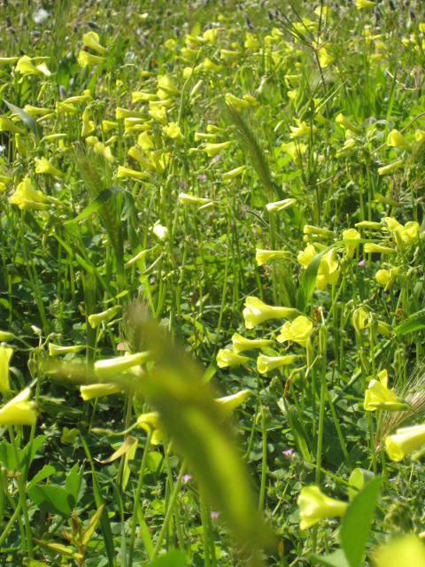 Spring field wild grass, yellow "sourgrass" flowers, and spiraling whatchacallem plants