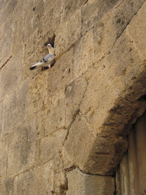 Still *The Word* Bird in niche in wall