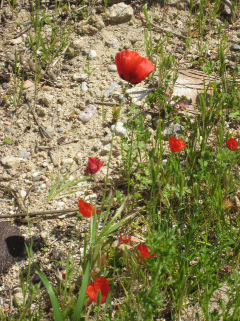 Red poppy Red poppy