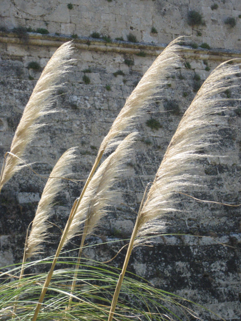Pampas grass Pampas grass fronds, in front of the old city wall