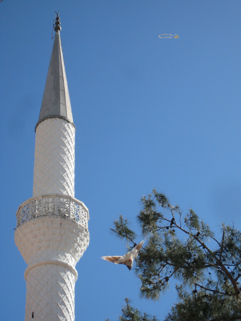 mosque, tree, bird, kite minaret, pine, pigeon, kite