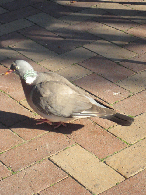 Pigeon Pigeon and bricks, all in earth-tones