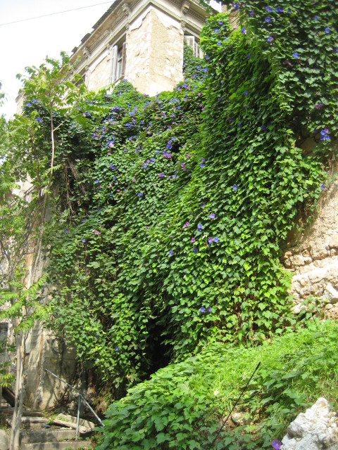 Morning Glory in Exarchia Stone wall covered in blossoming morning glory