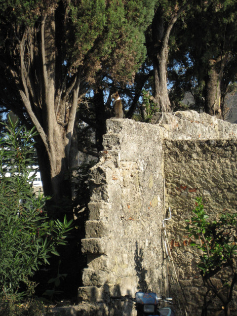 Sentinal Cat Upright tabby cat on end of ruined wall