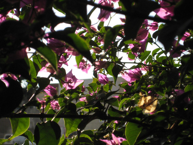Bougainvilla Bougainvilla trellis from beneatth