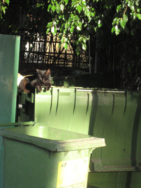 Cat in Green Black cat surround by green leaves and bins