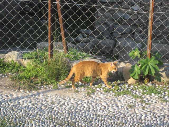 Cat on Pebbles Orange tabby on pebble-paved street