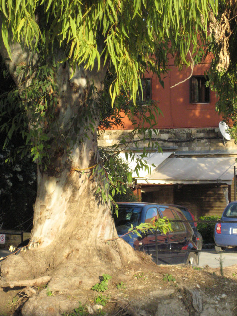 Front Yard Tree Eucalyptus in front of Hotel Domus