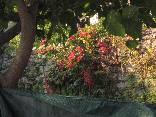 Flowery Wall Red bougainvillas framed by tree leaves.