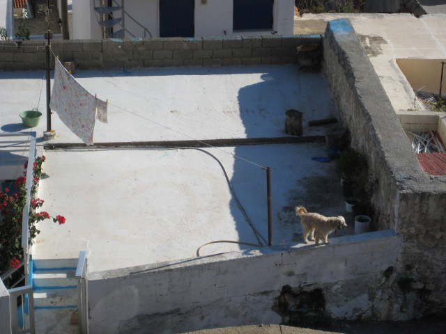 Pooch on a Roof Shaggy white dg on parapet of fllat rooftop