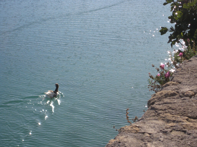 Retreating Goose A goose swimming away from me.