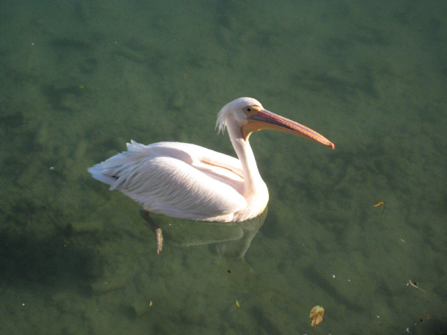 Pelican Stare A swimming pelican giving me the eye.