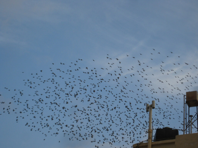 A Blob o' Birds large cloud of small birds