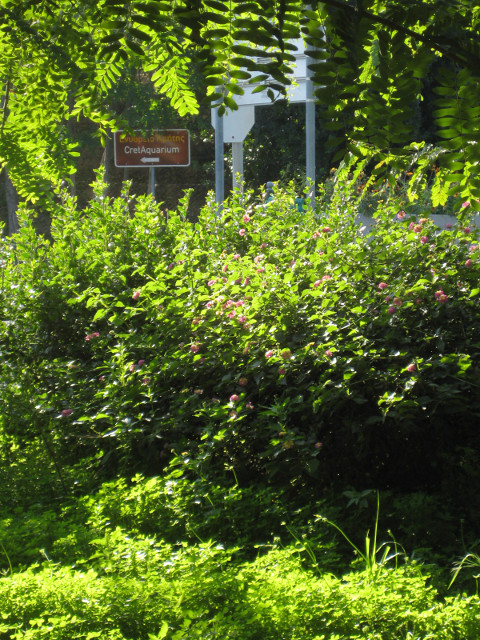 Palace Doorstep Greenery framing road sign