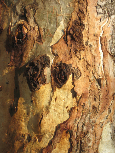 Eucalyptus YA sidelighted tree