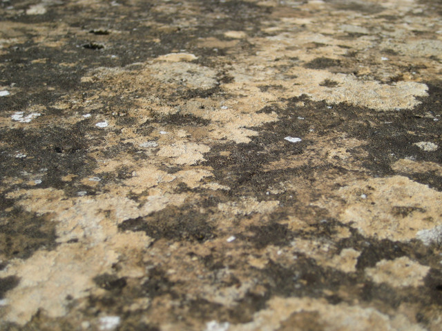 Lichen close-up of multi-colored lichen on ancient slab