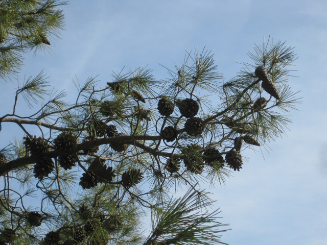 Pine Cones pine branch with cones