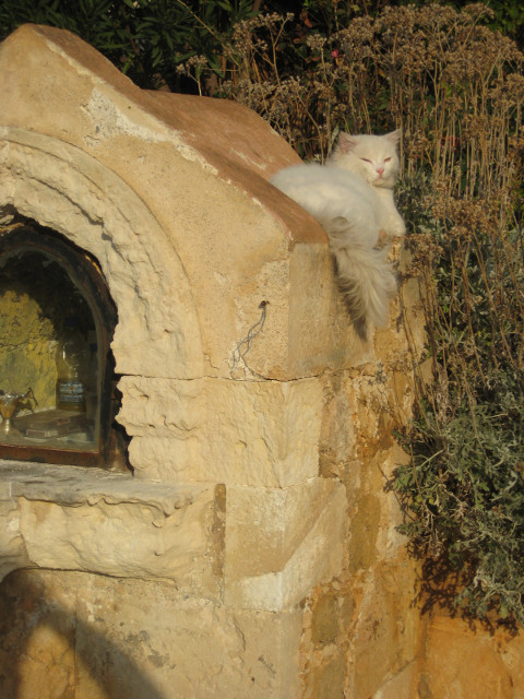 Venetian Shrine with Cat long-haired cat napping on a Venetian roadside shrine