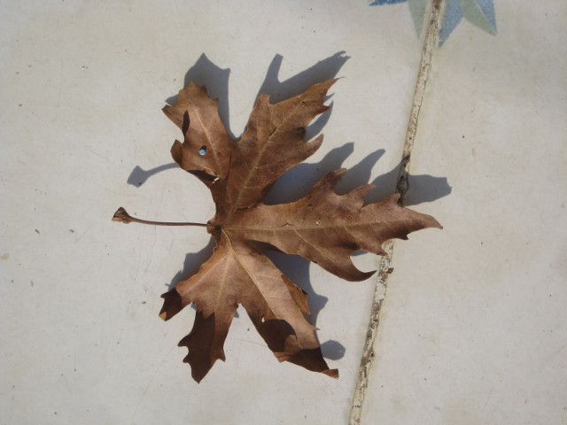 Mystery Species Leaf dead maple-like leaf on white tile floor
