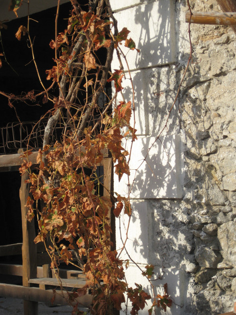 vine dead leaves on vine on white block wall