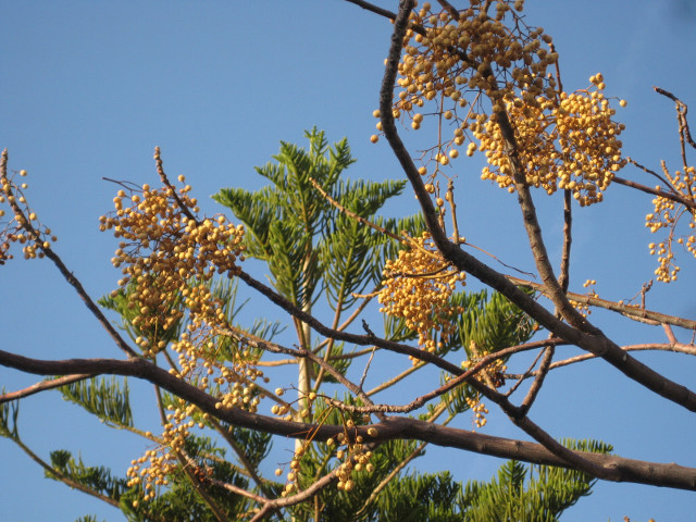 Two Trees green spiky tree and golden nut-cluster tree