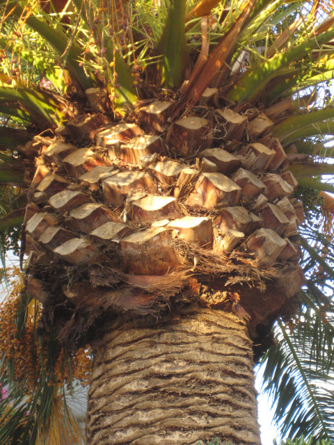 Palm side-lighted and trimmed palm tree