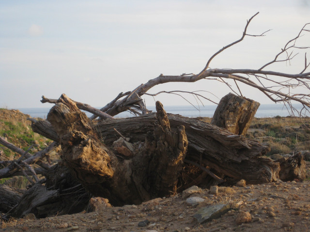 Ruined Fortress dead tree branch in ruined venetian fortress