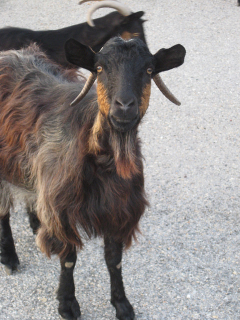 MMethought Ye Spoke of Goats Apon The Battlement goats grazing in ruined venetian fortress
