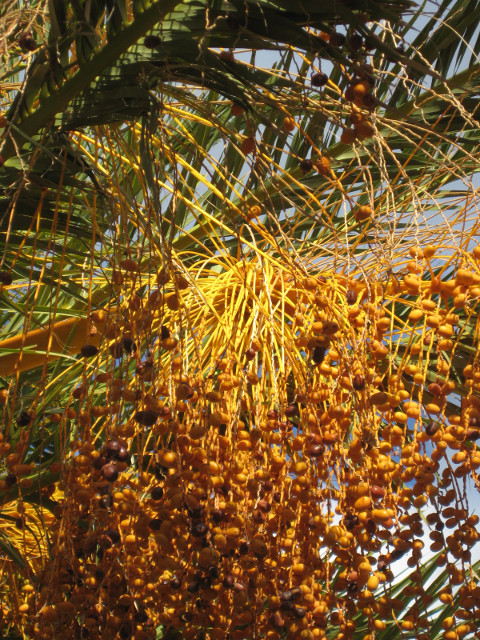 YA Palm dried palm buds, and frond