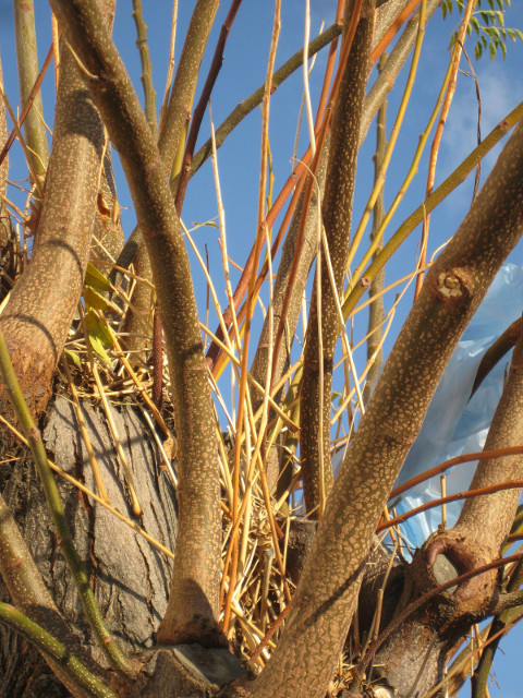 Pruned bare smalll branches