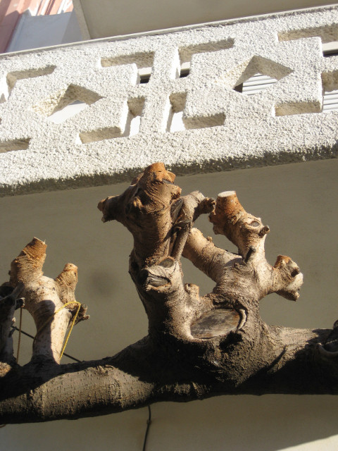 Branch and Balcony embossed stucco balcony wall above bare tree branch