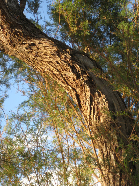 Sunbathed Tree sun on large tree trunk