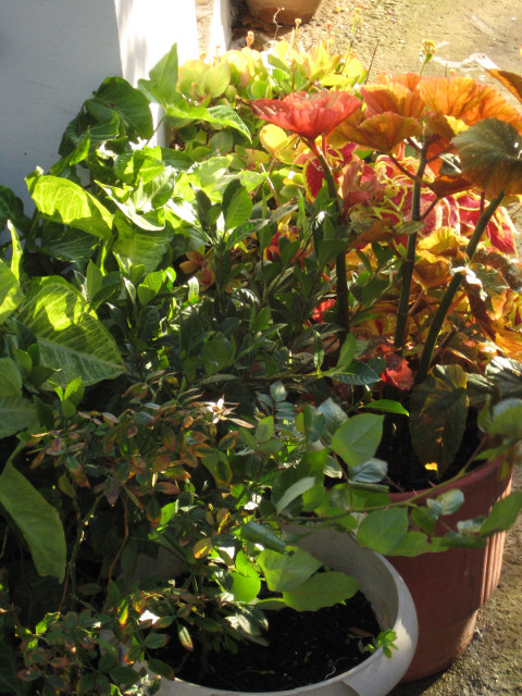 A Shrubbery potted plants, green leaves, red & yellow flowers