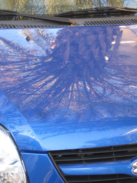 Hooded Palm, Palmed Hood shiny blue car hood reflecting palm tree