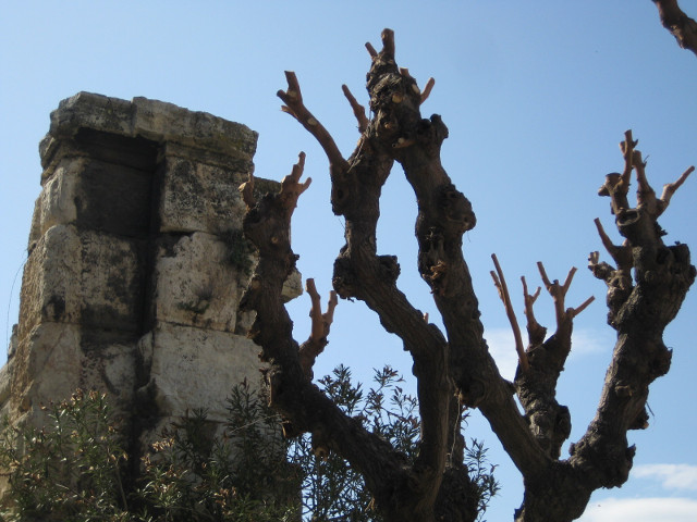 Hadrian's Library, south wall stone wall & stunted tree