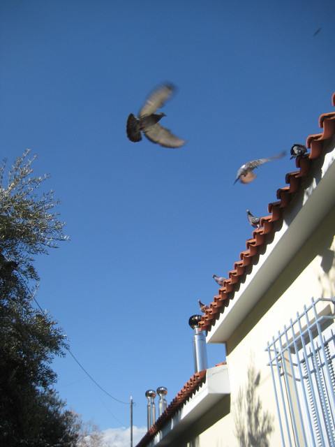 The universal urban bird pigeons