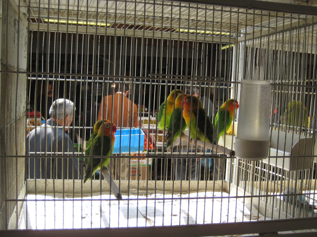 Agora - bird stall caged green parakeets