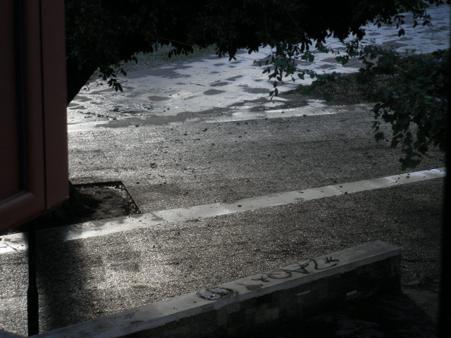 Post Rain silhouette of tree against glare from wet pavement