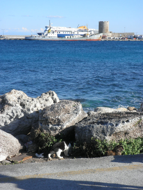 Harbor Cat "tuxedo" cat luking by stone breakwater