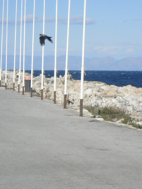 Take Off Hooded crow flapping past a line of flagpoles