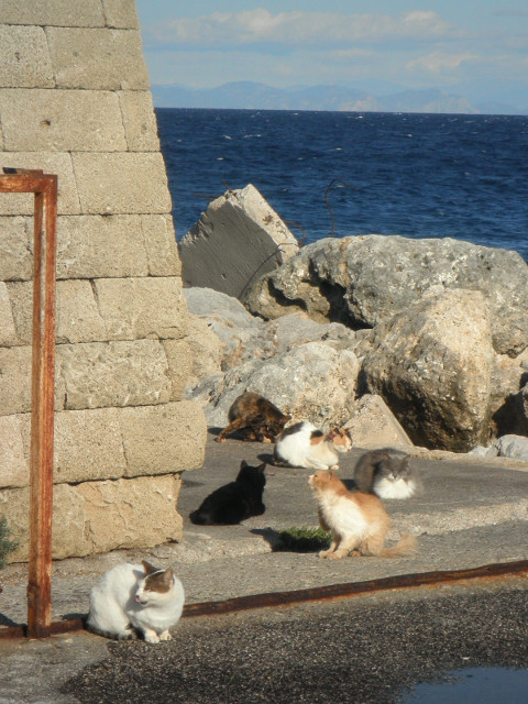 Six of Eleven Cats six cats by the seawall