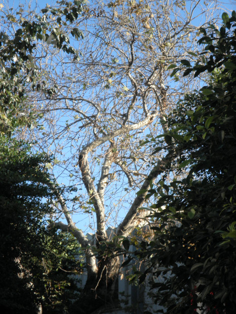 One White Tree bare white tree in courtyard